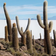 Large cactuses on the Isla de Pescado
